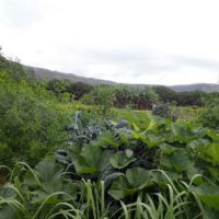 Schooled in Syntropic farming techniques