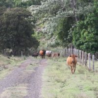 Regenerative Agriculture